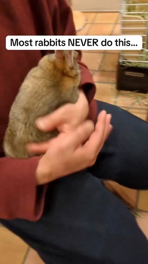 Most rabbits want space, but this little guys jumps straight into his human’s lap for snuggles ❤️ ohagi_petit_lapin #bunny #rabbit #rabbitlife #bunnylover #pets #cutepets #animals #snuggles #PetStories #reelsfb #viralreels #fbreels | TokiHut