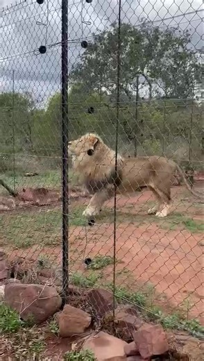 12K views · 386 reactions | Happy birthday my dearest Napoleon | Cheetah Experience | Facebook