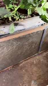 RAÍCES PERFECTAS A LA VISTA 🌱👀 Así se ve un sistema radicular sano a través del mirador de raíces: raíces blancas, activas y sin pudriciones. Resultado de buen manejo, riego correcto y suelo vivo. #IngeNan #MiradorDeRaíces #RaízSana #SueloVivo #TipAgrícola #Agricultura #AgroVerdeEC #Agronomía #Cultivo #Orgánico 🚜 | Grupo Agroverde