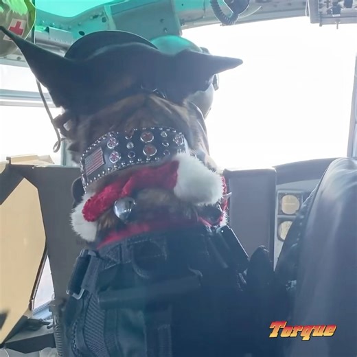 Hero dog Torque and his Huey Vets crew just sent me this video. They were doing some reconnaissance yesterday for Santa to make sure his route was safe! 🎅🏼🐾🚁 Merry Christmas to all the brave soldiers, two-legged and four-legged, who are keeping us safe this holiday season. God bless you and thank you for your service! 🙏❤️ @topfans HueyVets - EMU, Inc American Humane Hero Dog Awards American Humane Hallmark Channel Hallmark Mystery Hallmark Plus Fans of Barbara Niven - #FoBN Performers Manag
