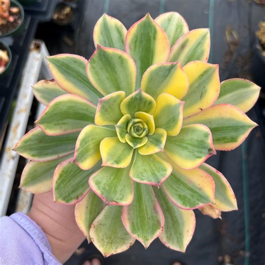 4” Aeonium Sunburst Succulent Plant - Etsy