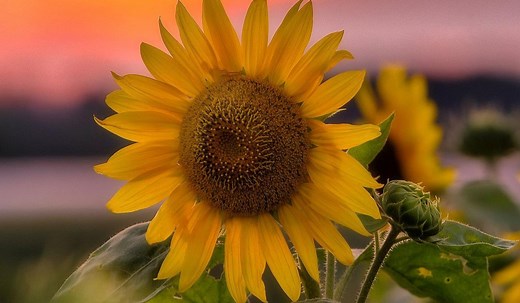8 stunning Upstate NY sunflower fields to end your summer with