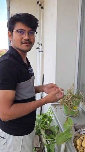Harvesting Homegrown Methi Seeds (Fenugreek) in Germany 🌱 | Terrace Garden Surprise