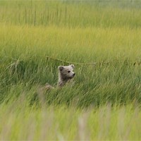 Coastal Salt Marshes - Lake Clark National Park & Preserve (U.S. National Park Service)