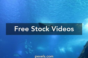 Shark Videos Videos, Download The BEST Free 4k Stock Video Footage & Shark Videos HD Video Clips