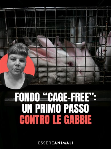 Fondo Cage-Free: Un Passo Verso la Fine delle Gabbie