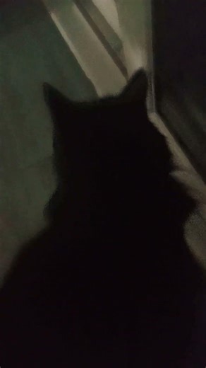 Kitty my work cat returns for fuss