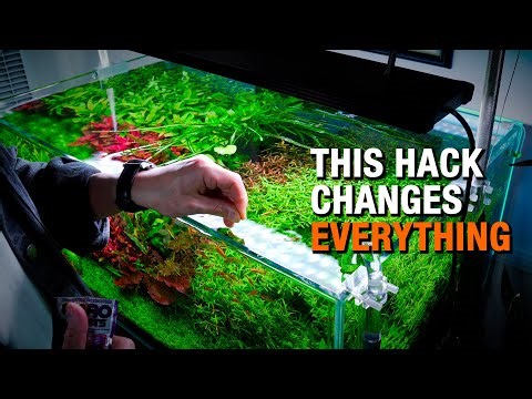 This AQUARIUM HACK Changes Everything (You’ll Never Go Back)