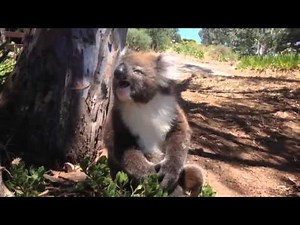 Koala Gets Evicted, Kicked Out Of Tree and Cries &25 hf4hs