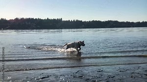 Dog splashing, running and having fun in slow motion on the water at sunset