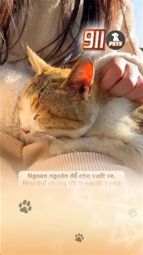 Mong rằng đại gia đình mèo cam sẽ luôn hạnh phúc 🥰