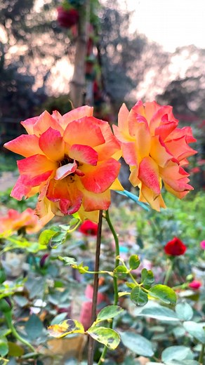 Two roses bloomed on a branch in the garden🌹#roses #garden #roselover | Maloti Vlog
