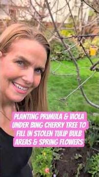 Planting Primula & Viola Under Bing Cherry Tree to Fill in Stolen Tulip Bulb Areas & Spring Flowers