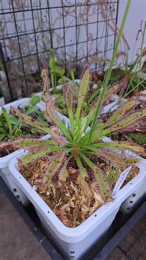 Carnivorous plant DROSERA HERCULES #carnivorousplant #tropicalplants #venusflytrap #flytrap #nepenthes #drosera #sundew #cephalotus #sarracenia #pitcherplant #plants #houseplants #tropical #exoticpla | Carnivorous Plants | Facebook