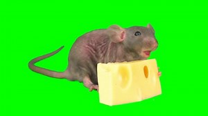 rat on green screen background