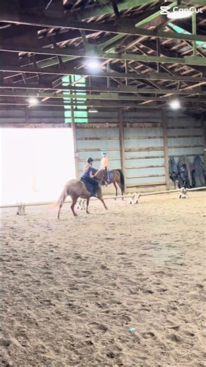 Her canter is so awesomeee!!😻😻🫶 #horse #equestrian #fyp #viral