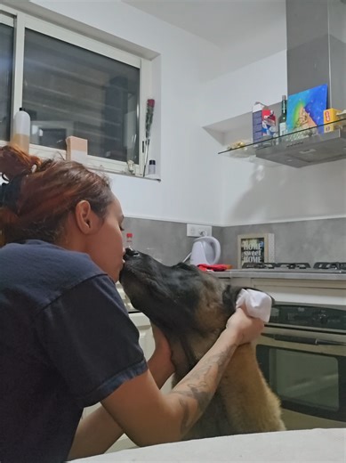 C'est pas un POV. Toute ma vie ❤️ #momdog #pourtoiii #fyp #malinois #malinoislovers