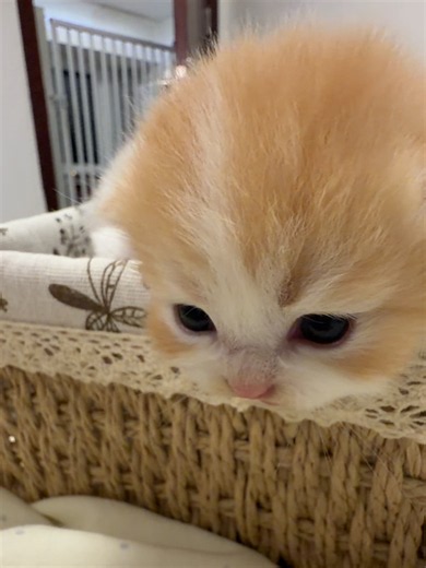 #cat #catsoftiktok #kitten | Cat Of TikTok