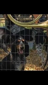 VIDÉO. Qu'est-ce qui fait un beau bleu de Gascogne ? Les chiens expertisés dans l'Indre