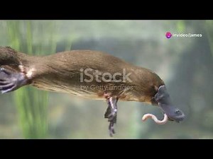 One of the Egg Laying mammal : The Duck Billed Platypus