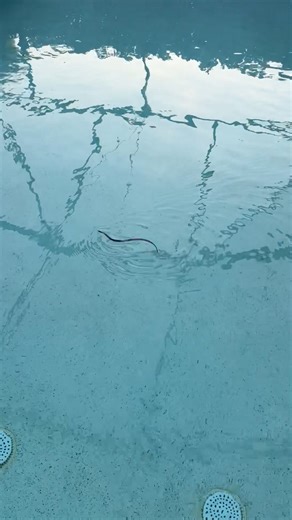Look who I found taking a swim this afternoon 😳 From what I can tell it’s just a harmless ring-necked snake which commonly gets stuck in pools since they can’t slither up the wall to get out. | Meteorologist Jason Dunning