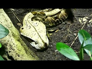 Gabunviper Schlange mit den längsten Giftzähnen Zoo Schönbrunn Tiergarten Terrarium Viper Bitis