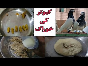 khurak kabootar ko do phirton ma