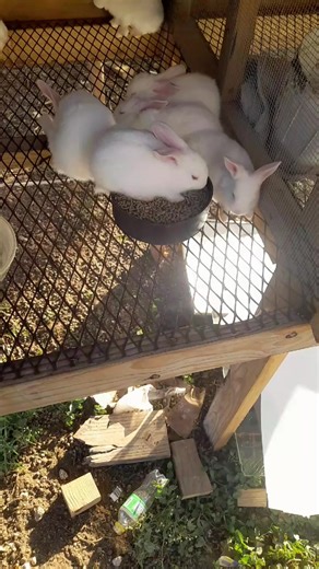 D&A rabbit farm (@da.rabbit.farm)’s videos with original sound - D&A rabbit farm