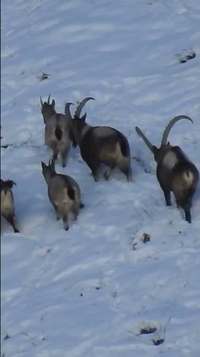 Himalayan Mountain Goat
