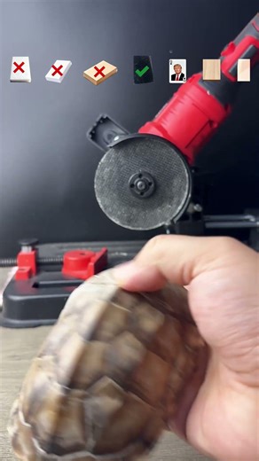 Which material can cut a turtle shell? #asmr #ihavethisthingwithplants #experiment