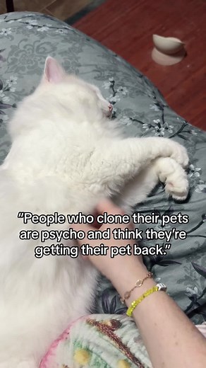 The majority of people who clone their pets are very much aware that they are not getting their pet back. Cloning is not about resurrection. It’s a new start with a piece of your pet carried on. #clone #clonekitty #catsoftiktok #cats #petsoftiktok #pets #catlover #animals #ragdoll #kittens #ragdolltiktok #cute #ragdollcat