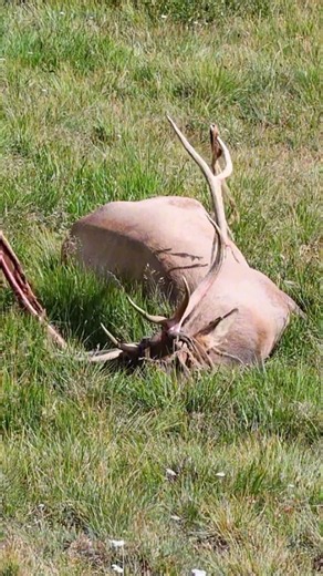🦌Elk was rubbing his antlers to shed his velvet