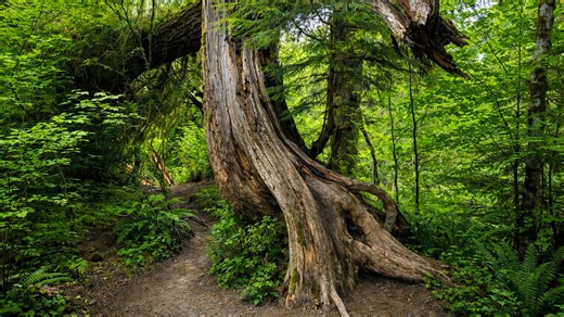 Hoh Rain Forest Olympic National Park trail walk (4K)