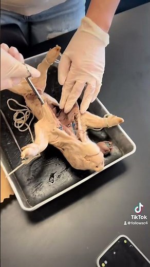 Pig Dissection in BIO-272 Human Anatomy & Physiology II
