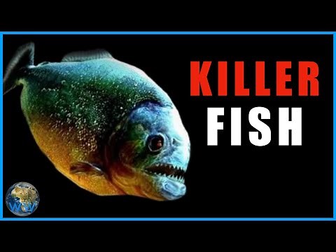 Piranhas: The Most Misunderstood Fish