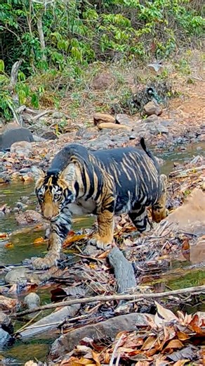National Geographic on Instagram: "Nat Geo Explorer and photographer Prasenjeet Yadav (@prasen.yadav) explains why tigers in India's Similipal Reserve have a unique genetic mutation—and what forest managers and geneticists are doing to combat it. Discover more at the link in bio."