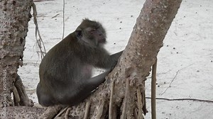 Fat monkey on tropical island beach in Thailand, 4k