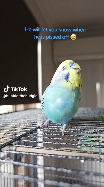 moody bird when hungry or sleepy 🏷: #budgiediary #birdmum #budgie #budgielove #budgielover #budgieaustralia #petbird #cutebird #cutebirdsofinstagram #birdsofaustralia #budgielife #budgiegram #budgiesofinstagram #firstpet #birdmum #parakeetlove #parakeet #rainbowbudgies #talkingbudgie #funnybudgie #funnybirds