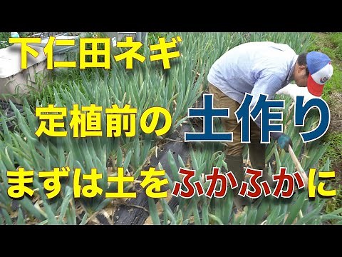July 7: How to Grow Shimonita Leeks (Preparing for Planting and Soil Preparation)