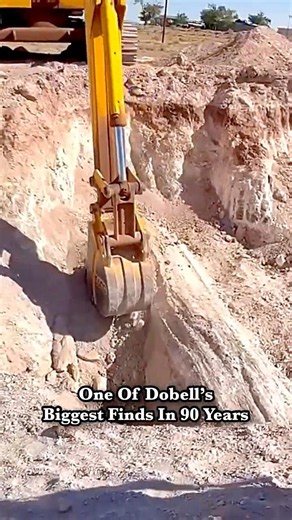 Massive Triassic Fossil Tree Excavation in Progress