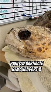 Harlow’s Barnacle Removal | Part 2 🐢