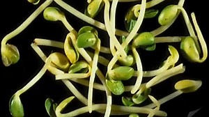 Baby Einstein - Baby Mozart - Music Festival (Speed Up 2.25)