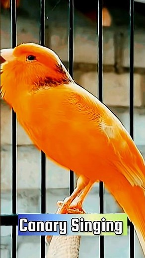 Canary Singing Training Video | Best Canary Singing | Canary Bird Sounds #galerikenariindonesia