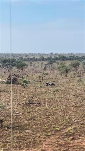 Meet the fearless honey badger – small in size but mighty in spirit! 💪 Famous for their toughness, these incredible creatures can face off against lions and even shrug off snake bites. Watch as this one strolls confidently through the wild, completely unfazed – the very definition of attitude! 🎥 Credit: @lifeofmanuh #HoneyBadger #WildlifeWarriors #NatureLovers #AnimalKingdom #FearlessCreatures #MightyMiniatures #UntamedSpirit #IncredibleAnimals #Africansafari #safariinAfrica #WildAnimals | Dis
