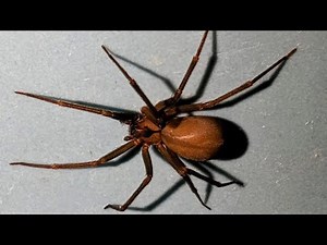 What Does a Brown Recluse Spider Look Like?🕷️