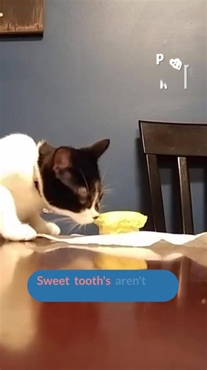 #Cats do eat #biscuits... if it's #yummy enough...