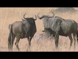 World Of Animals: wildbeest