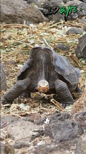 🐢 The Giant Tortoise That Lives Over 100 Years! 😱