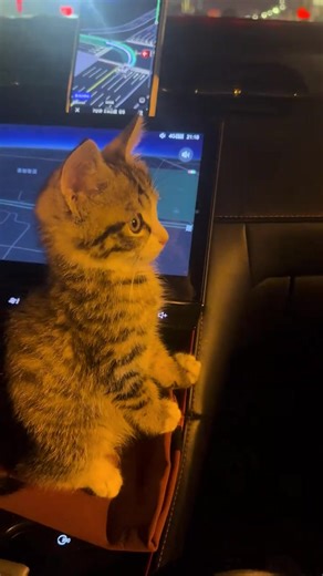 dearie (@jackiechanactiontracking)’s videos with 原创音乐 - dearie