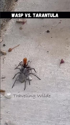 Tarantula Hawk BLACK WASP vs. TARANTULA #wasp #tarantula